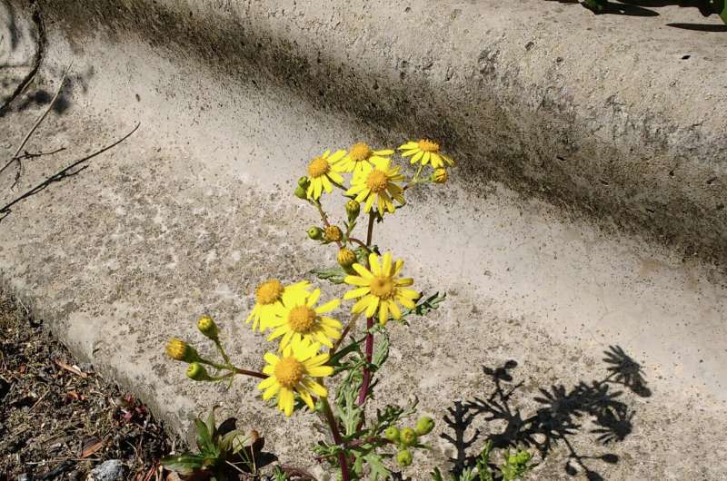 From Mount Etna to the UK: genetics reveals the unique journey and resilience of Oxford ragwort