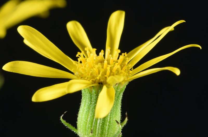 From Mount Etna to the UK: genetics reveals the unique journey and resilience of Oxford ragwort