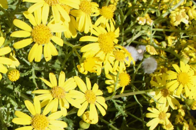 From Mount Etna to the UK: genetics reveals the unique journey and resilience of Oxford ragwort