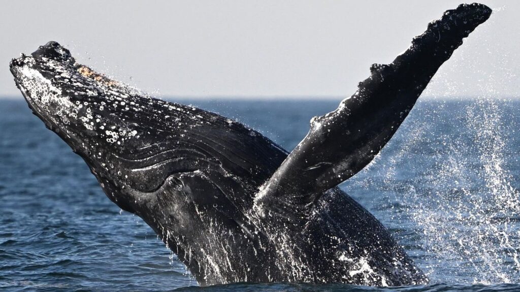 Humpback Whales Make and Use Tools for Hunting, Study Discoveries