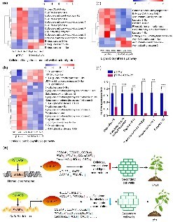 Strengthening crop stems: new insights from pepper | Newswise